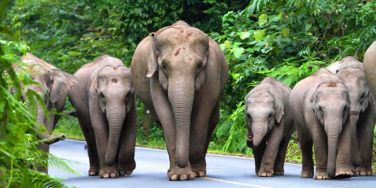Private Taxi & Transfers from Khao Yai National Park